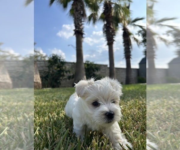 Medium Photo #8 Maltese Puppy For Sale in SAN ANTONIO, TX, USA