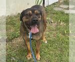 Small Mastiff Mix