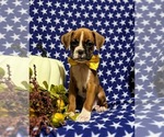 Small Photo #1 Boxer Puppy For Sale in QUARRYVILLE, PA, USA