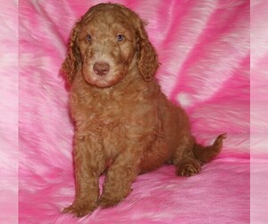 Labradoodle Puppy for sale in LA HABRA, CA, USA