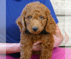 Goldendoodle (Miniature) Puppy for sale in ROY, UT, USA