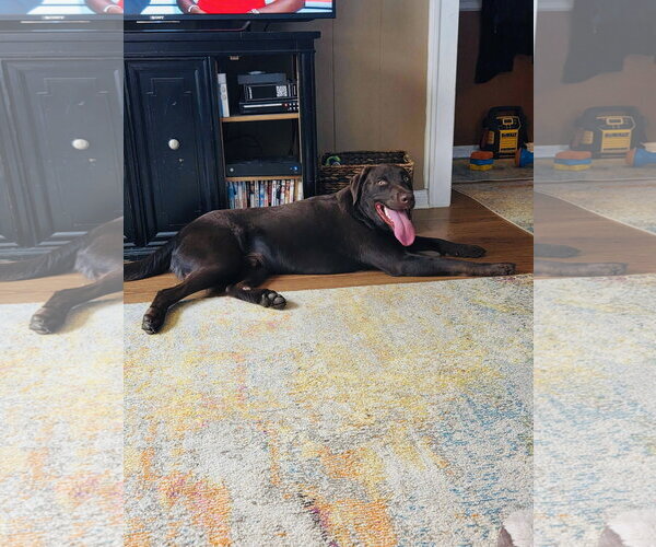 Medium Photo #2 Labrador Retriever-Unknown Mix Puppy For Sale in Greenville, SC, USA