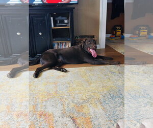 Apollo - Male Labrador Retriever-Unknown Mix Dog for Adoption - Photo #2