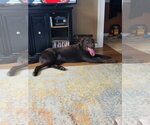 Small Photo #2 Labrador Retriever-Unknown Mix Puppy For Sale in Greenville, SC, USA