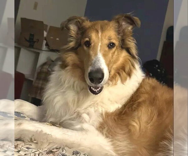 Medium Photo #2 Collie Puppy For Sale in Dublin, OH, USA