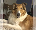 Small Photo #2 Collie Puppy For Sale in Dublin, OH, USA