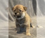 Small Photo #6 Shiba Inu Puppy For Sale in SNOHOMISH, WA, USA