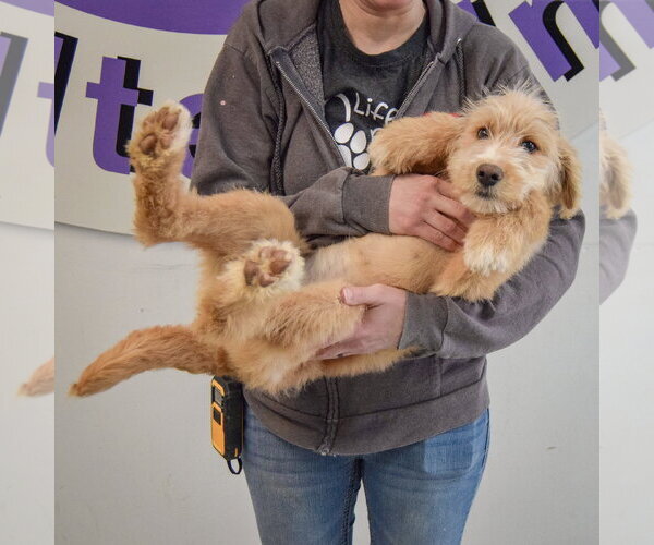 Medium Photo #5 Mutt Puppy For Sale in Huntley, IL, USA