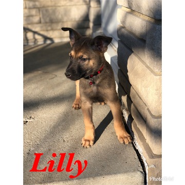 Medium Photo #4 Belgian Malinois Puppy For Sale in COLUMBUS, OH, USA