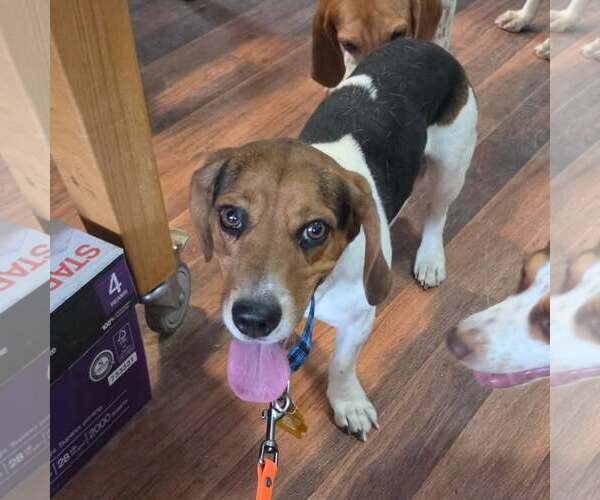 Medium Photo #2 Bagle Hound Puppy For Sale in Las Vegas, NV, USA