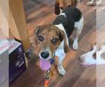 Small #1 Bagle Hound