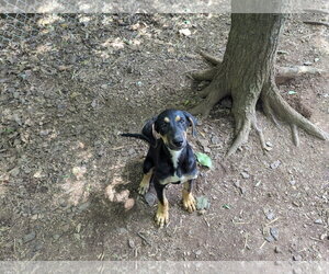 Mutt Dogs for adoption in McCormick, SC, USA