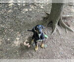 Small Mutt