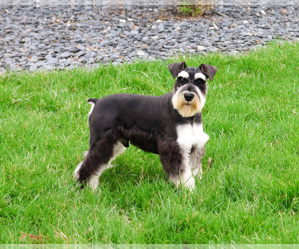 Medium Photo #4 Schnauzer (Miniature) Puppy For Sale in SYRACUSE, IN, USA