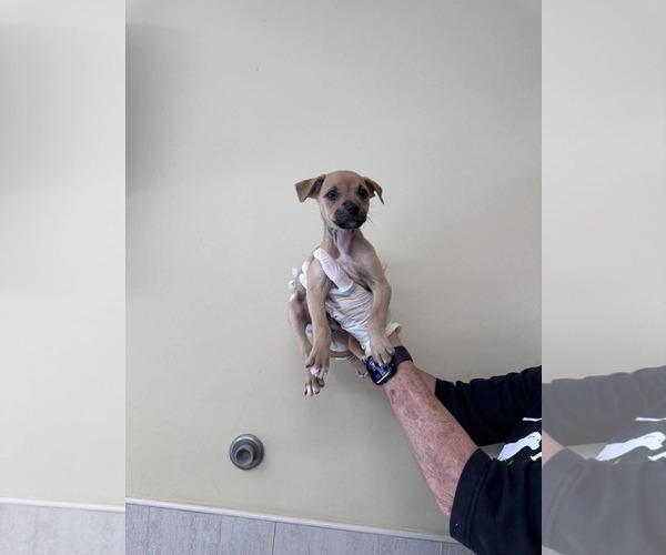 Medium Photo #1 Boxer-Unknown Mix Puppy For Sale in Pompano Beach , FL, USA