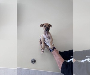 Boxer-Unknown Mix Dogs for adoption in Pompano Beach , FL, USA