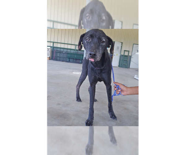Medium Photo #1 Labrador Retriever-Unknown Mix Puppy For Sale in New York, NY, USA