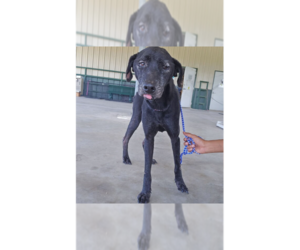 Labrador Retriever-Unknown Mix Dogs for adoption in New York, NY, USA