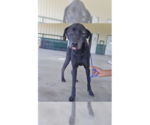 Molly (TX) - Female Labrador Retriever-Unknown Mix Dog for Adoption - Small photo
