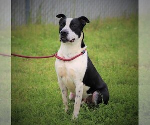 Kubo Lonestar - Male Border Collie Dog for Adoption - Photo #10
