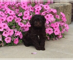 Aussiedoodle Miniature  Puppy for sale in FREDERICKSBURG, OH, USA