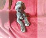 Small Photo #2 Great Dane Puppy For Sale in MURRAY, KY, USA