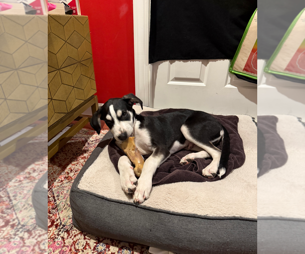 Medium Photo #7 Huskies -Unknown Mix Puppy For Sale in Holly Springs, NC, USA
