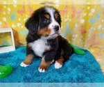 Small Photo #5 Bernese Mountain Dog Puppy For Sale in BLACK FOREST, CO, USA
