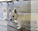 Small #3 West Highland White Terrier