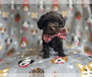 ShihPoo Puppy for Sale in LAKELAND, Florida USA
