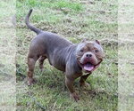 Small #1 Mutt