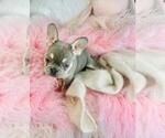 Small #13 French Bulldog