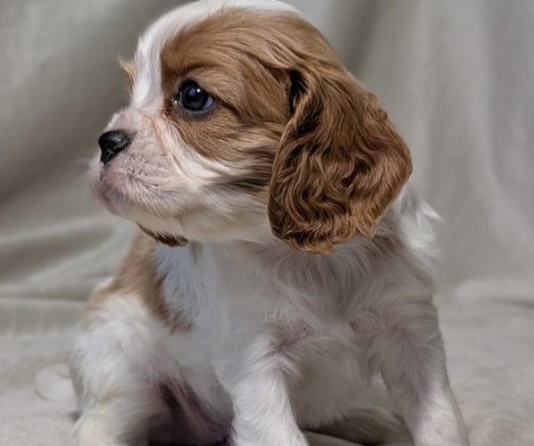 Medium Photo #2 Cavalier King Charles Spaniel Puppy For Sale in GOSHEN, IN, USA