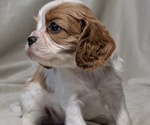 Small #1 Cavalier King Charles Spaniel