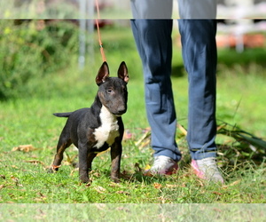 Miniature Bull Terrier Puppy for Sale in Kiskoros, Bacs-Kiskun Hungary