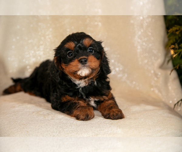 Medium Photo #1 Cavapoo (Miniature) Puppy For Sale in LEOLA, PA, USA