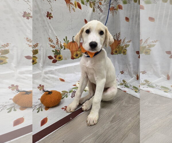 Medium Photo #1 Beago Puppy For Sale in Attalka, AL, USA