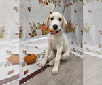 Sunny - Male Beago Dog for Adoption - Small photo