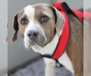 American Staffordshire Terrier-Unknown Mix Dogs for adoption in San Antonio, TX, USA