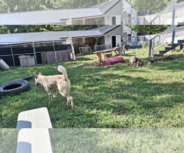 Medium Photo #10 Saluki-Whippet Mix Puppy For Sale in Sebec, ME, USA
