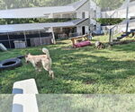 Small Photo #10 Saluki-Whippet Mix Puppy For Sale in Sebec, ME, USA