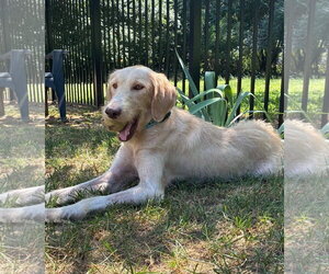 Ivy - Female Labradoodle Dog for Adoption - Photo #3