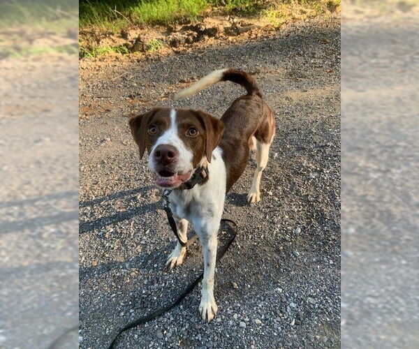 Medium Photo #6 Brittany-Unknown Mix Puppy For Sale in Curwensville, PA, USA