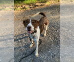 Small #5 Brittany Mix