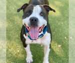 Small #1 American Pit Bull Terrier