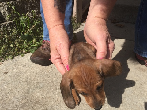 Medium Photo #4 Dachshund Puppy For Sale in KINGSLAND, TX, USA