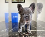 Small #14 French Bulldog