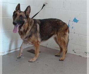 German Shepherd Dog Dogs for adoption in San Bernardino, CA, USA