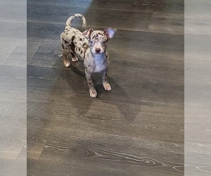 Chihuahua Puppy for sale in BLUE RIVER, WI, USA
