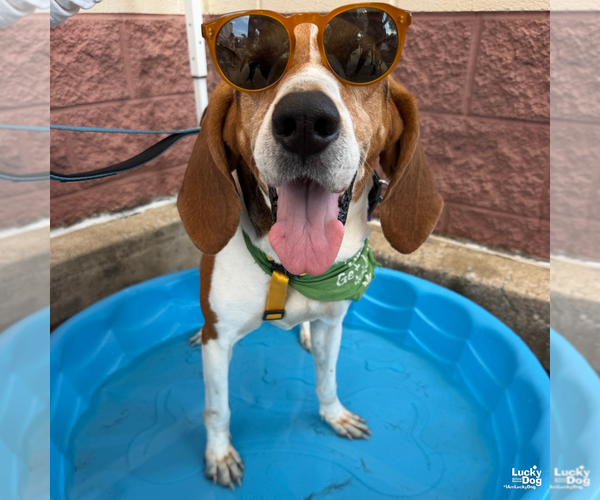 Medium Photo #5 Treeing Walker Coonhound-Unknown Mix Puppy For Sale in Washington, DC, USA